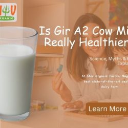 Is Gir A2 Cow Milk Really Healthier? Science, Myths & Facts Explained