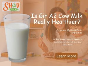 Is Gir A2 Cow Milk Really Healthier? Science, Myths & Facts Explained