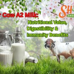 Gir Cow A2 Milk: Nutritional Value, Digestibility & Immunity Benefits
