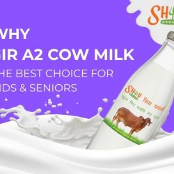 Why Gir A2 Cow Milk Is the Best Choice for Kids & Seniors